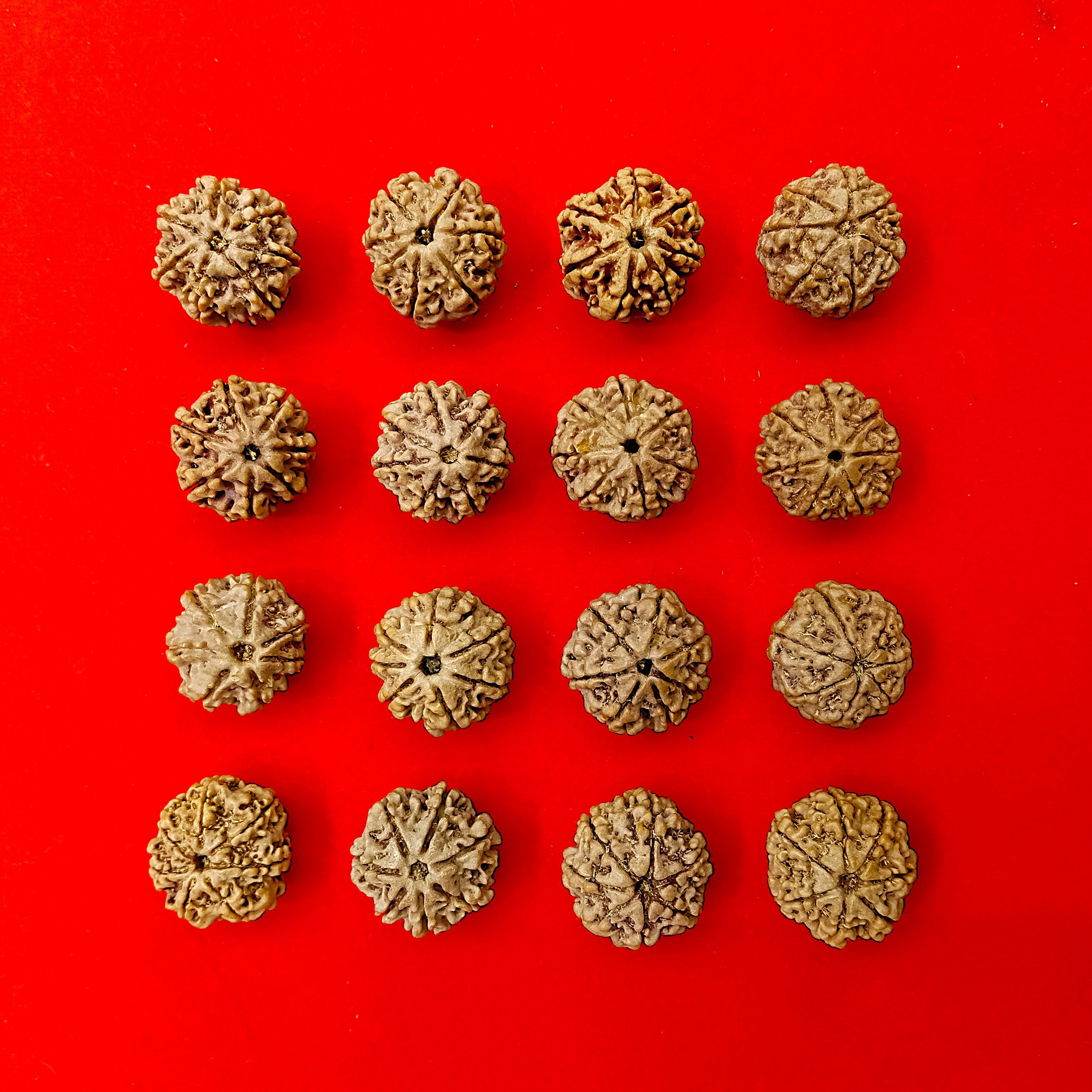 7 Mukhi Nepal Rudraksha
