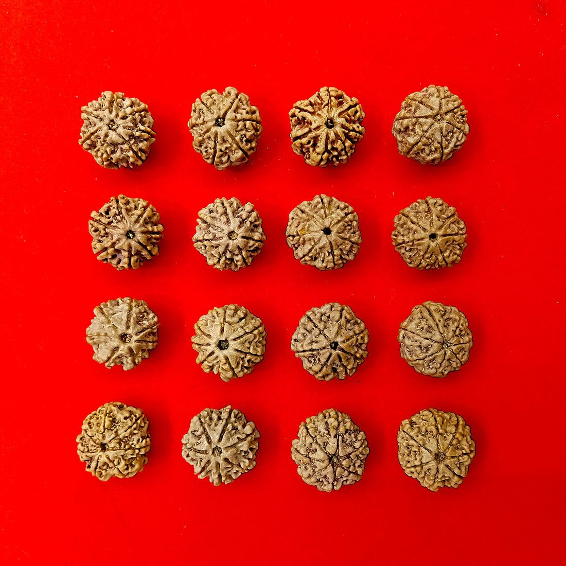 7 Mukhi Nepal Rudraksha
