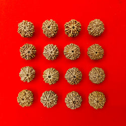7 Mukhi Nepal Rudraksha