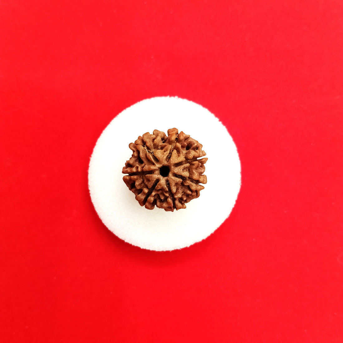7 Mukhi Nepal Rudraksha
