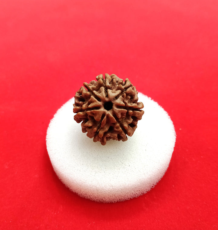 7 Mukhi Nepal Rudraksha