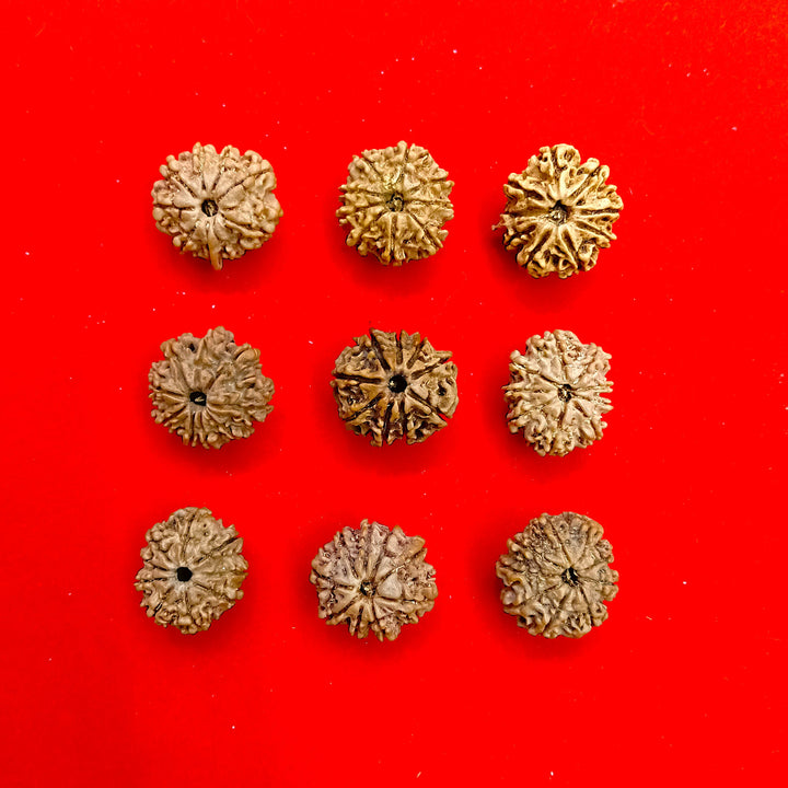 9 Mukhi nepal rudraksha