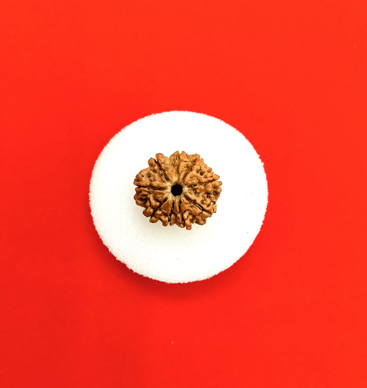 9 Mukhi nepal rudraksha