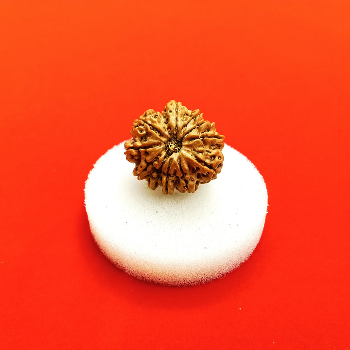 11 mukhi nepal Rudraksha