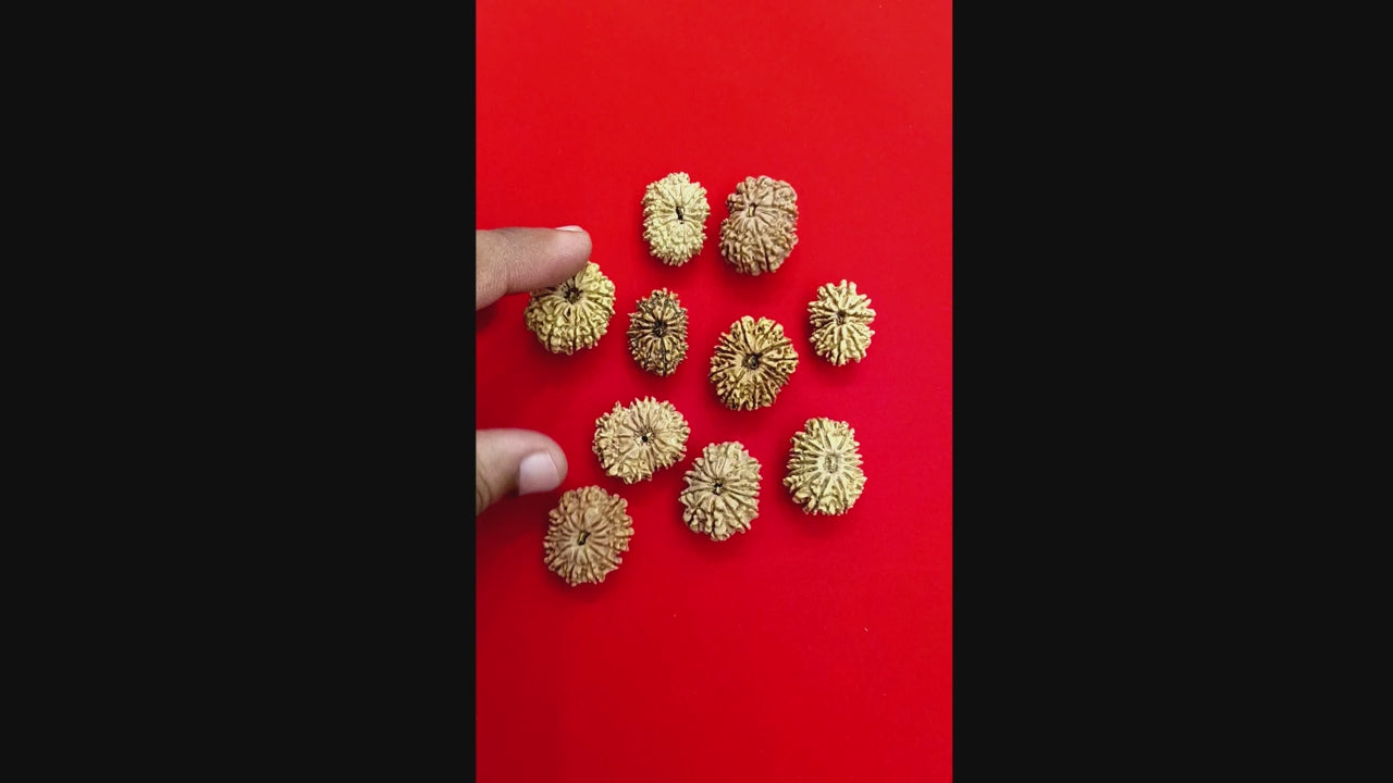 13 Mukhi Nepal Rudraksha