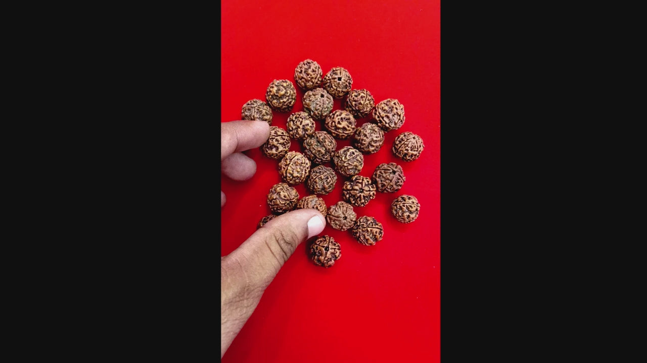 4 mukhi Nepal Rudraksha