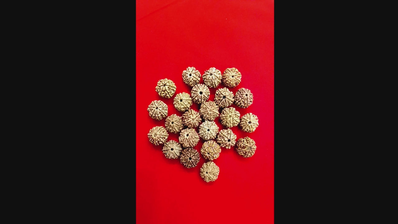 7 Mukhi Nepal Rudraksha