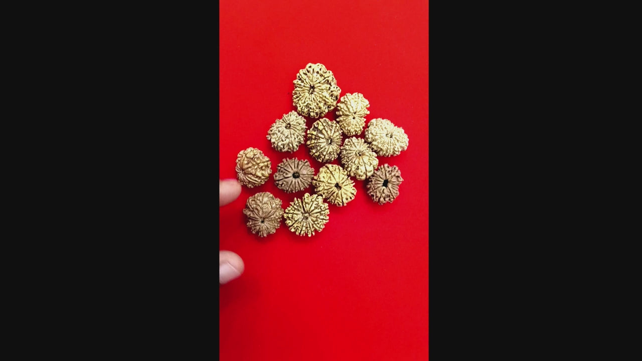 12 Mukhi nepal rudraksha