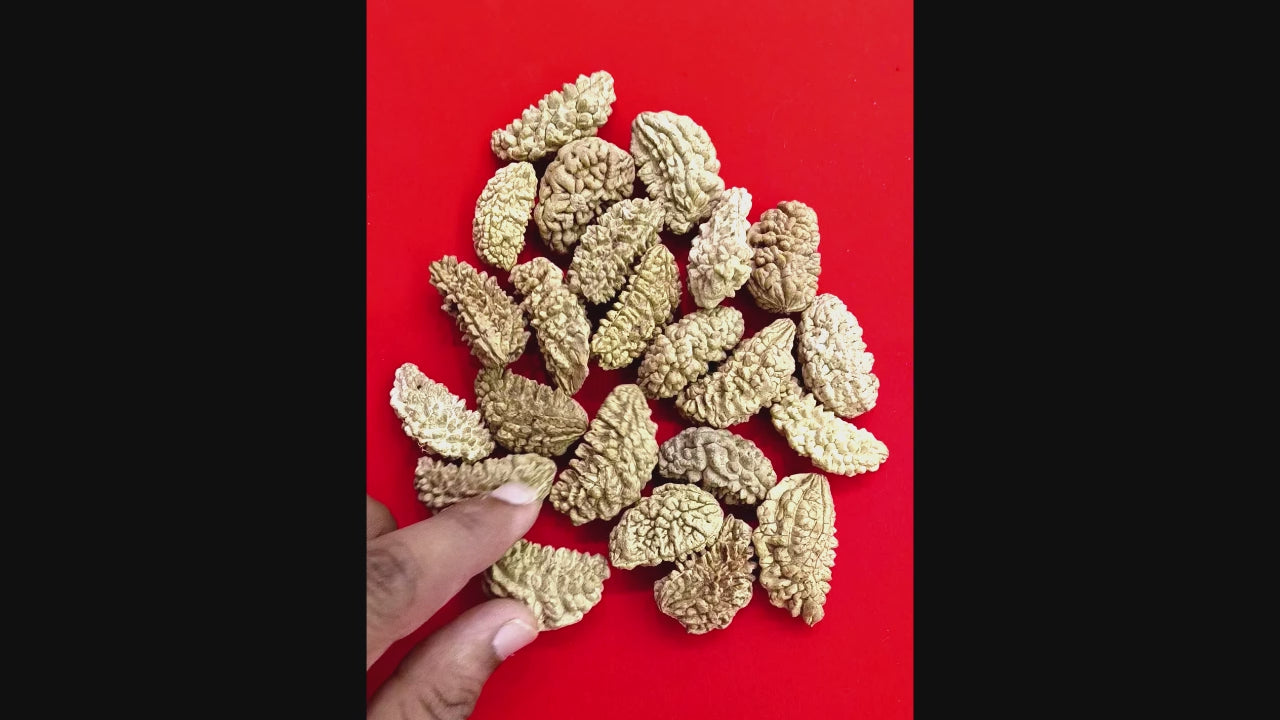 One (1) Mukhi Rudraksha Kaju shape