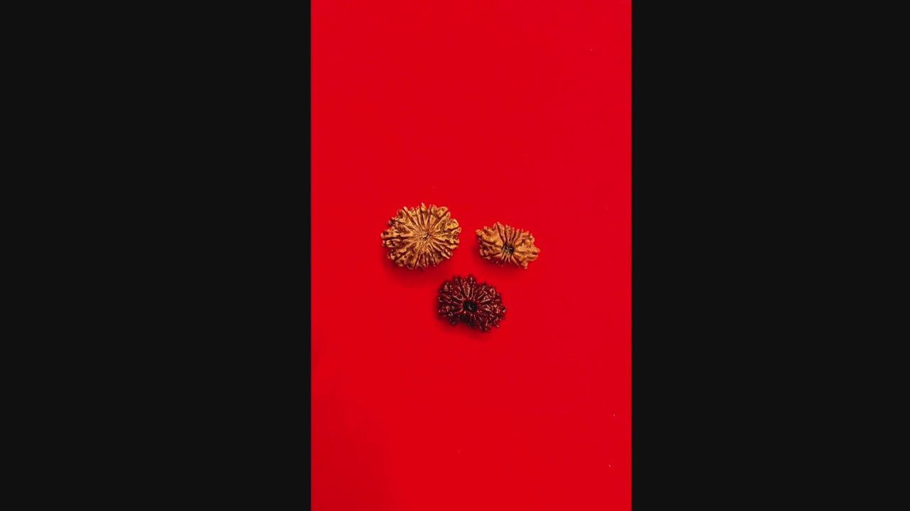 14 mukhi Nepal rudraksha