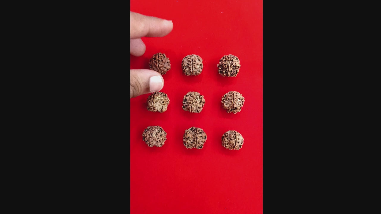 One (1) mukhi round Rudraksha undeveloped