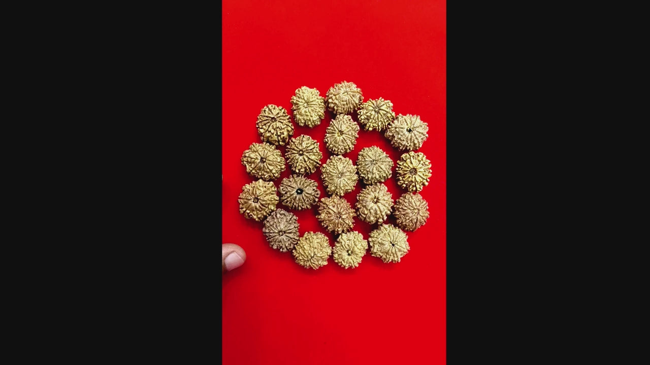 10 Mukhi Nepal Rudraksha