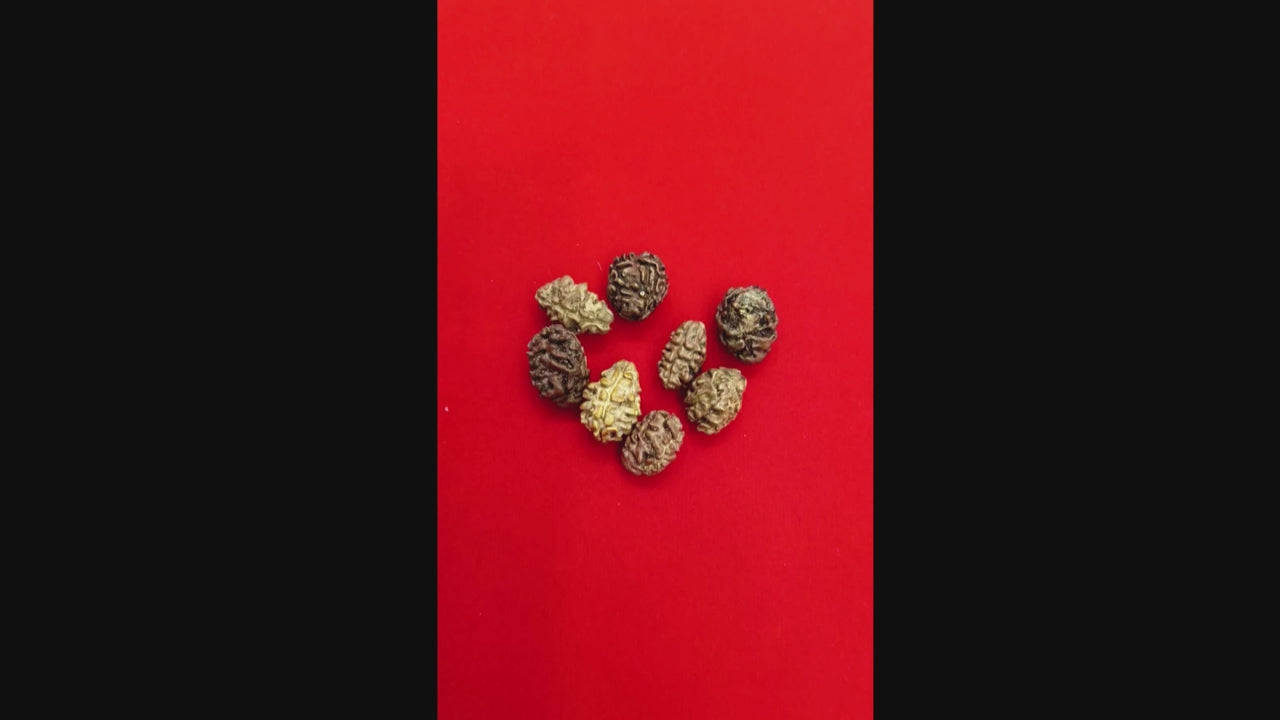 2 mukhi Nepal rudraksha