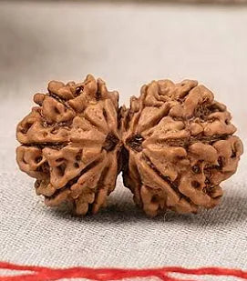 Gauri Shankar Rudraksha