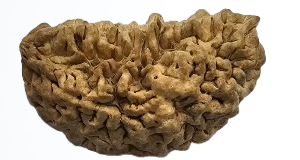 01 Mukhi