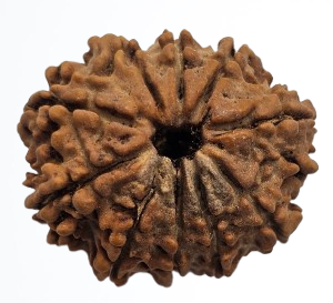 10 Mukhi