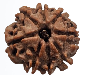 07 Mukhi